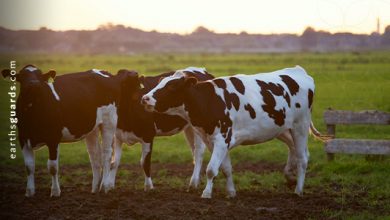 كيف نجعل عيد الأضحى مستدامًا