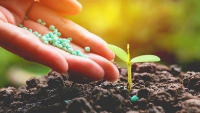 إنتاج الأمونيا الخضراء