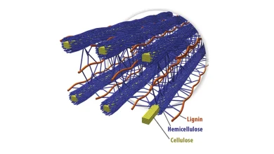 خشب معدل احتباس ثاني أكسيد الكربون