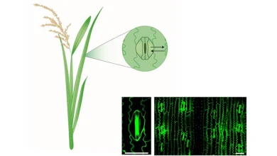 الأرز المعدل وراثيا