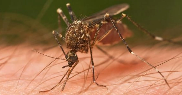 انتقال الملاريا - عظماء في تاريخ العلوم