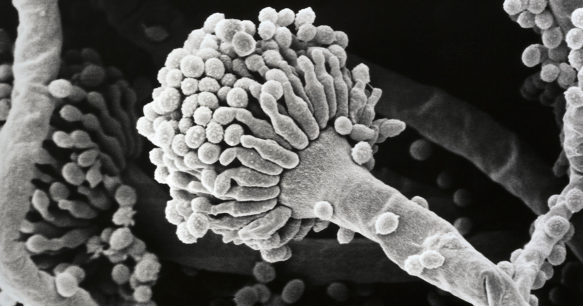 فطريات الرشاشية الدخناء