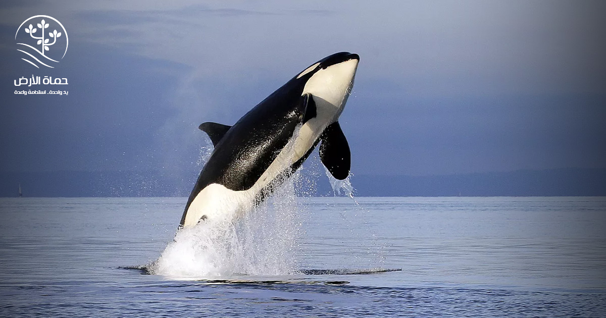 حوت الأوركا