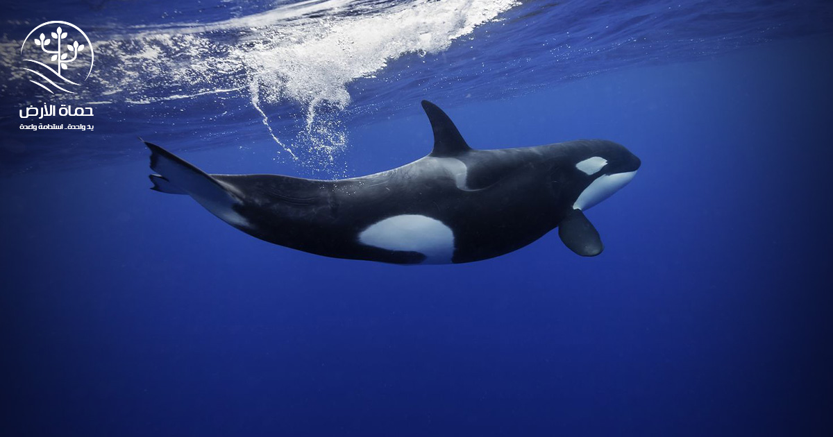 الحياة تحت الماء