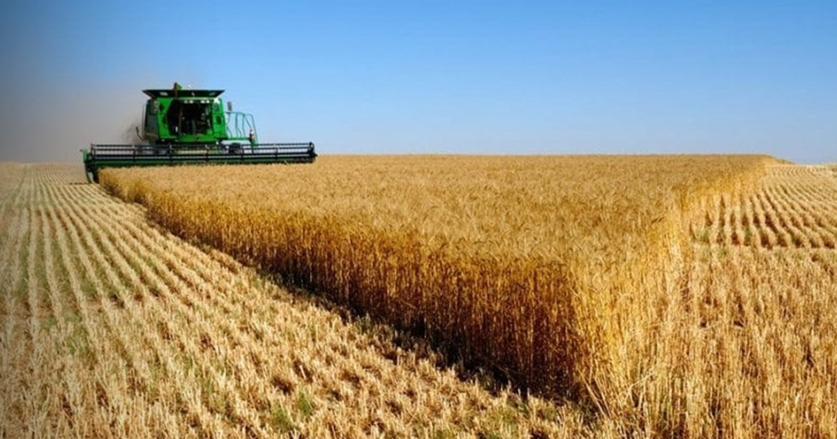 الأمن الغذائي 