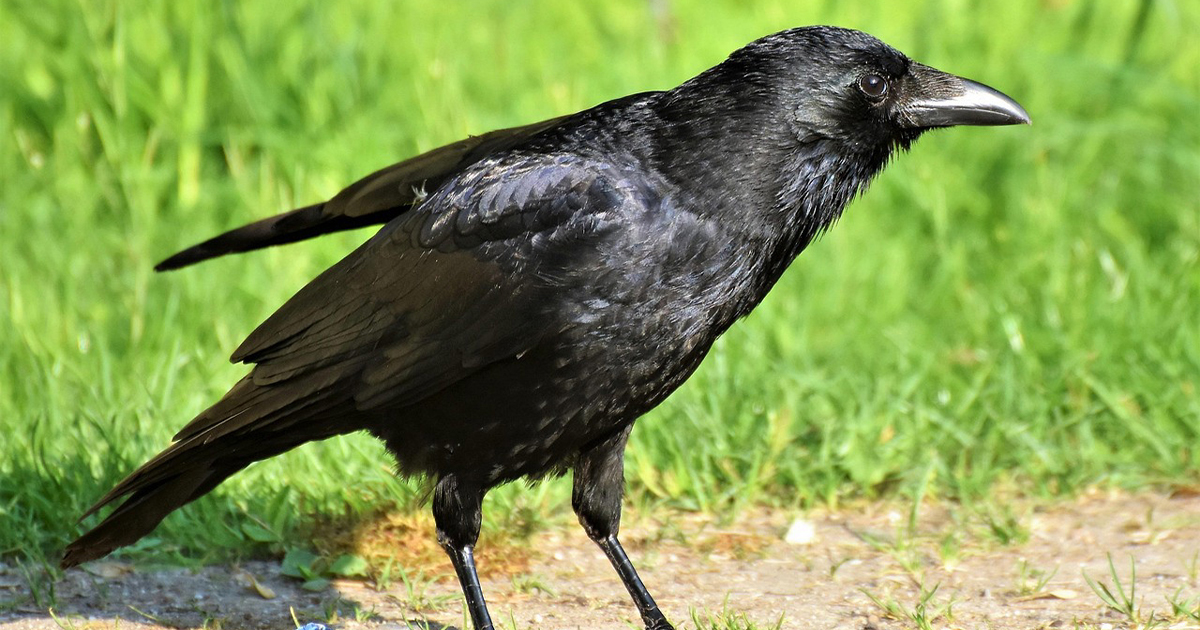 الغربان والمزارع