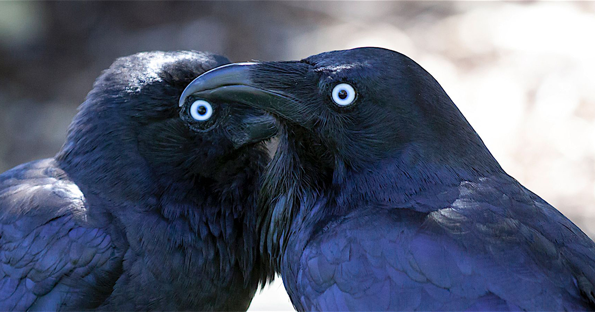 ارتبط الغراب بالأساطير والموروثات الشعبية