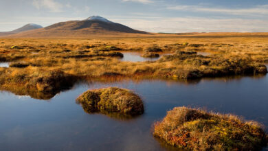 الأراضي الخثية