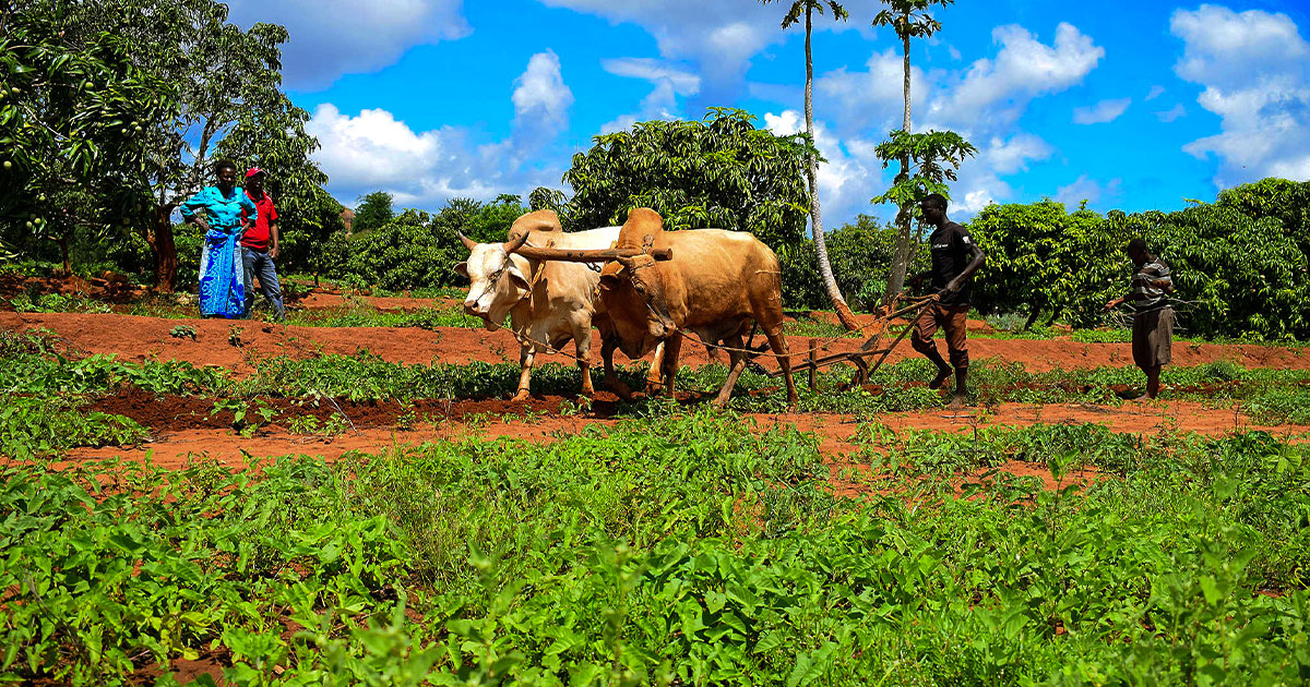الزراعة في أفريقيا