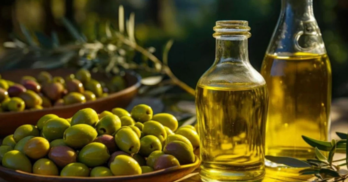 زيت الزيتون.. زراعة – صناعة – استثمار