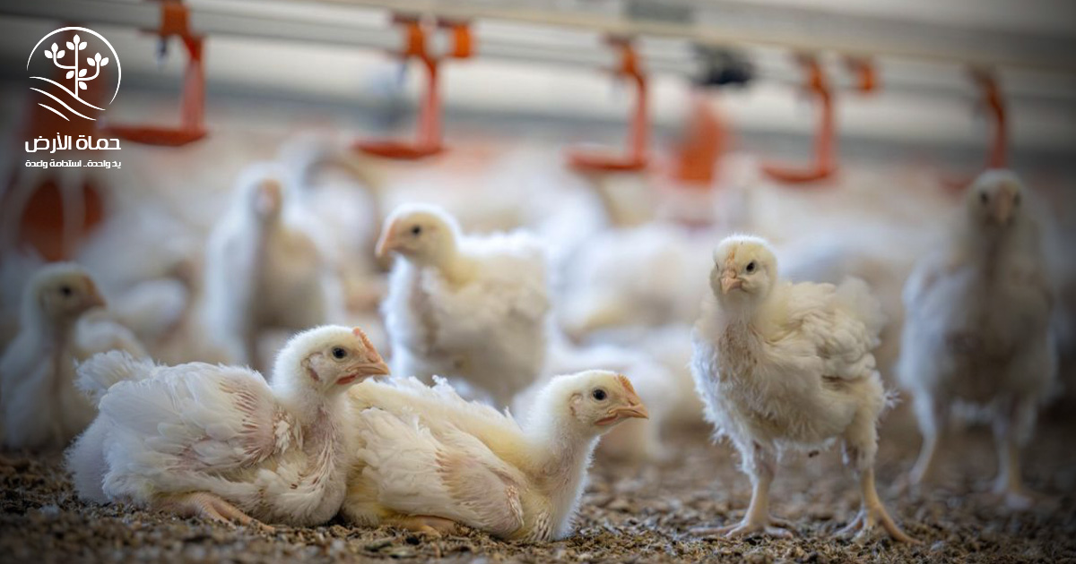 جولات تفقدية لضبط الأسواق وتخفيض أسعار الدواجن