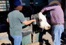 الرعي المستدام