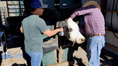 الرعي المستدام