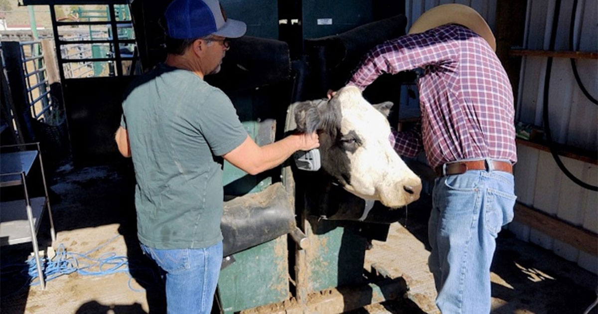 الرعي المستدام