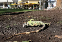 التوازن البيئي