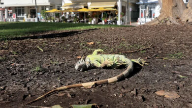 التوازن البيئي