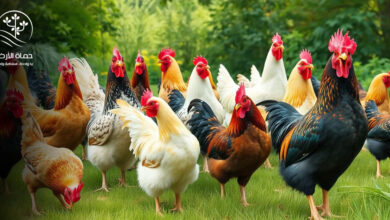 مزارع الدواجن
