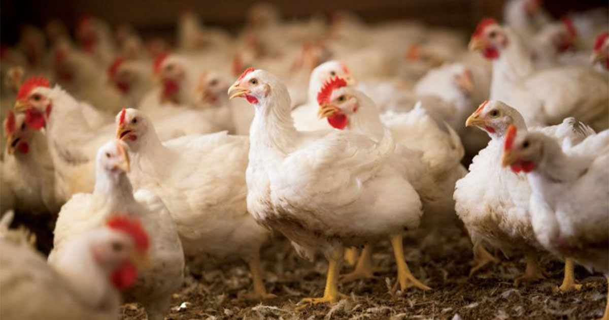 التحول من مزارع الدواجن التقليدية