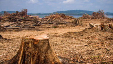 الرقابة البيئية