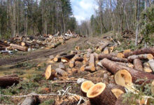 ازالة الغابات