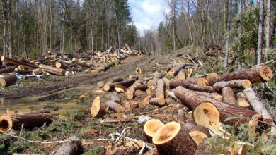 ازالة الغابات