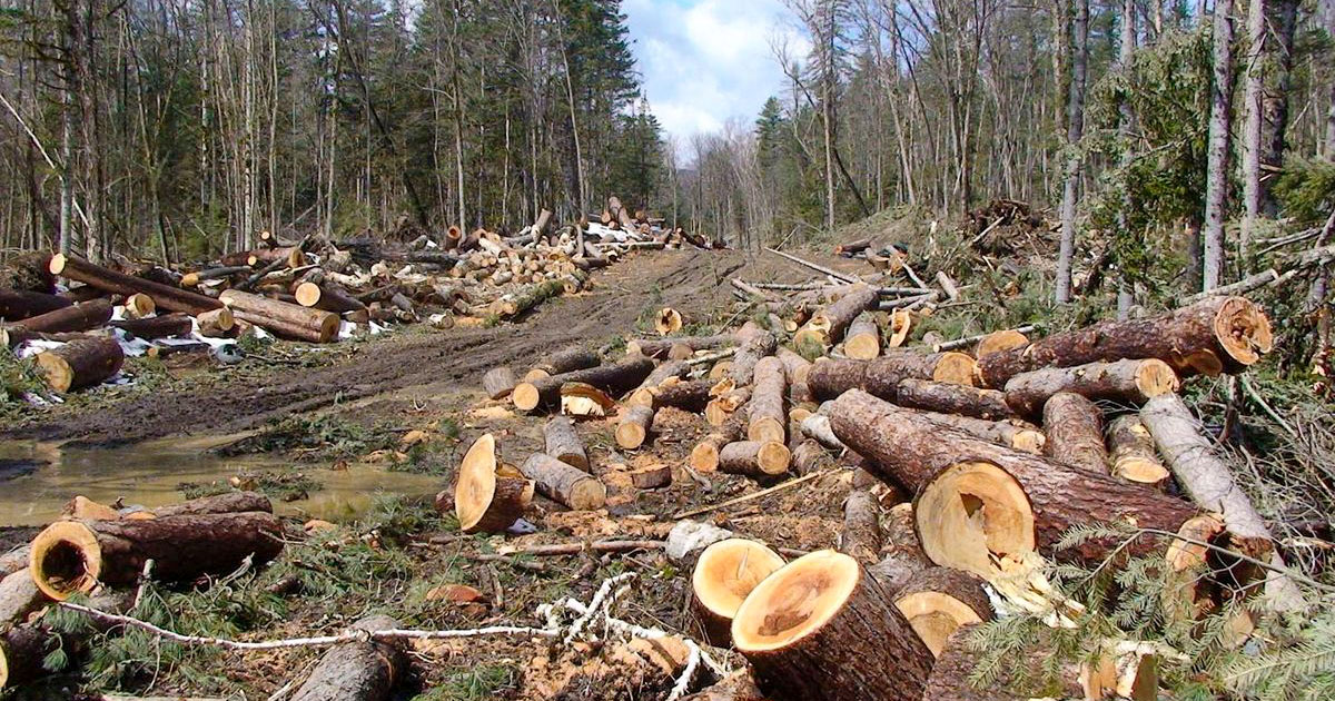 ازالة الغابات